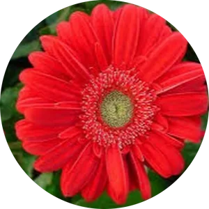 Mayra Gabriela Estrada Alcalde