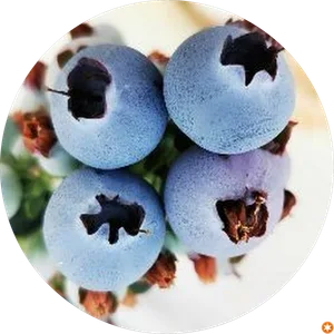 Mateo Martinez Nicolas