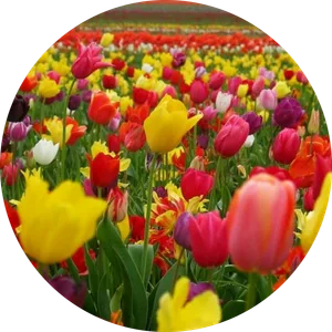 beatriz araceli albiter ramos