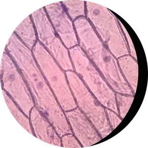 Andrés Iglesias-Thomé