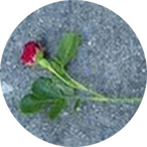 ari manuel davalos alcantar