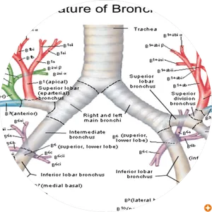 dennys allger camacho riaño
